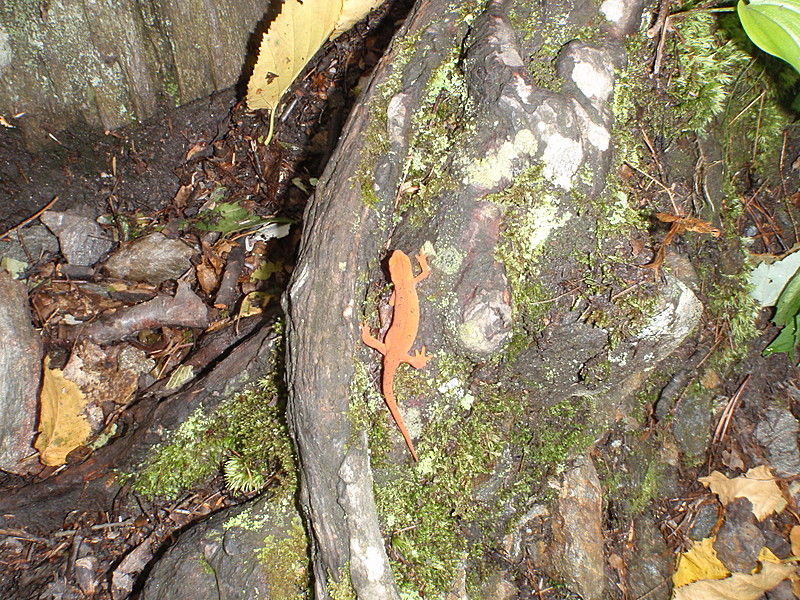 Red Eft climbing Jug End with us