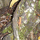 Red Eft climbing Jug End with us