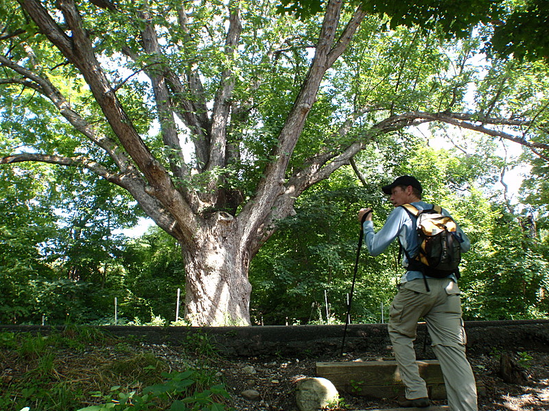 The Dover Oak