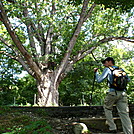 The Dover Oak