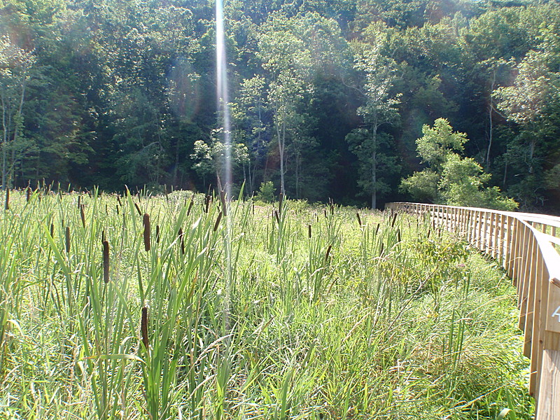 Cattails in the Swamp River