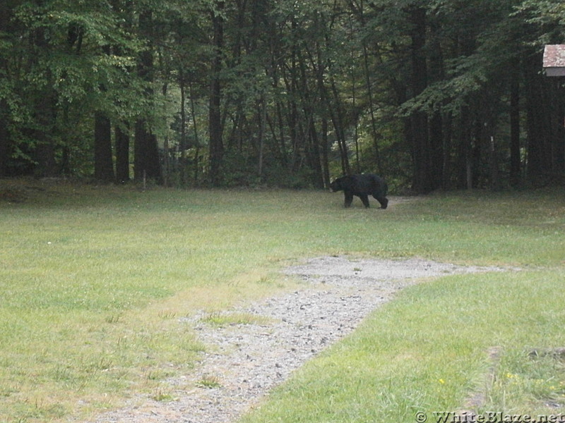 Yogi making his rounds at the garbage cans