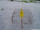 Turtle Nest On Venice Beach