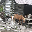 Grayson Highlands Ponies