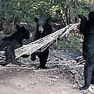 Hammock Camping, Recommended by 3Bears