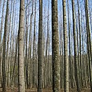 Trees on the Appalachian.