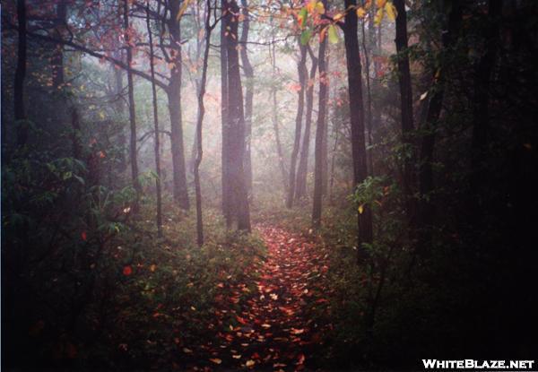 Michaux State Forest