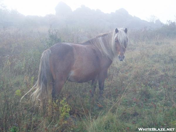 Horse in the Grayson Highlands