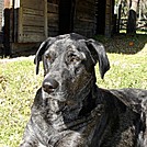 Cahaba Catahoula by Miami Joe in Other