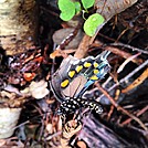 photogenic butterfly