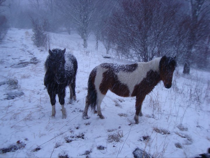 Ponies near Mount Rogers