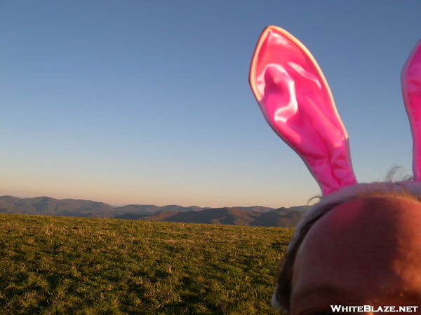 Midnight The Self Proclaimed Bunny King On Max Patch