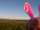 Midnight The Self Proclaimed Bunny King On Max Patch by augie in Views in North Carolina & Tennessee