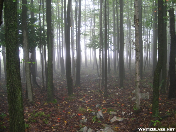 Misty Forest Outside Of Palmerton