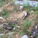 PA Rattler by hikernutcasey in Snakes