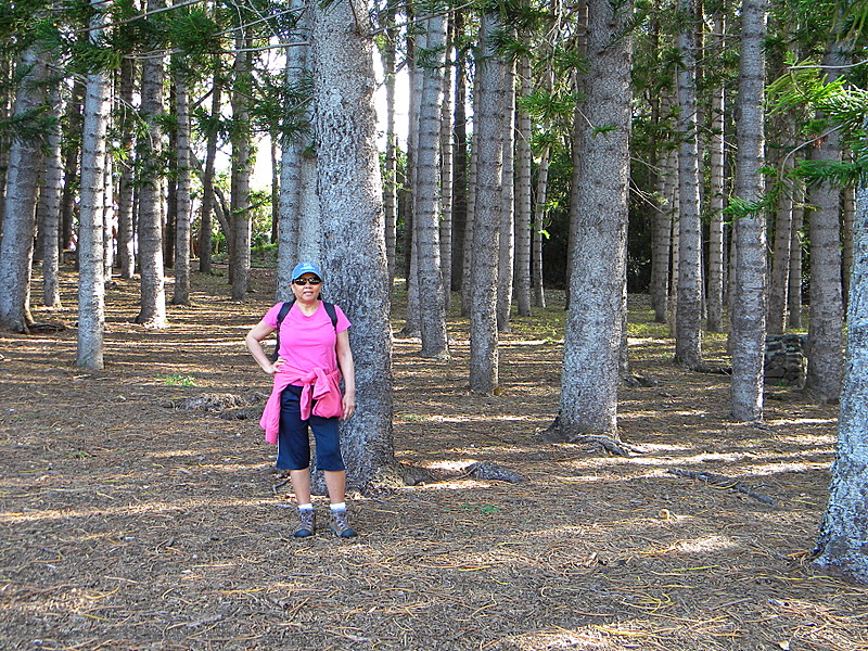 AT Prep Hike: Aiea Loop Trail, Oahu, 4.8 mi