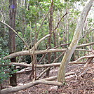 AT Prep Hike: Aiea Loop Trail, Oahu, 4.8 mi