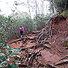 AT Prep Hike: Aiea Loop Trail, Oahu, 4.8 mi by DonnaVO in Other Trails