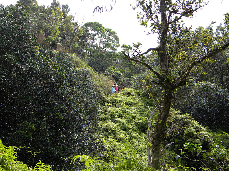 AT Prep Hike: Aiea Loop Trail, Oahu, 4.8 mi