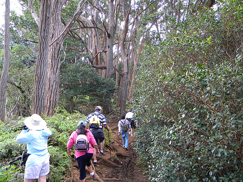 AT Prep Hike: Aiea Loop Trail, Oahu, 4.8 mi