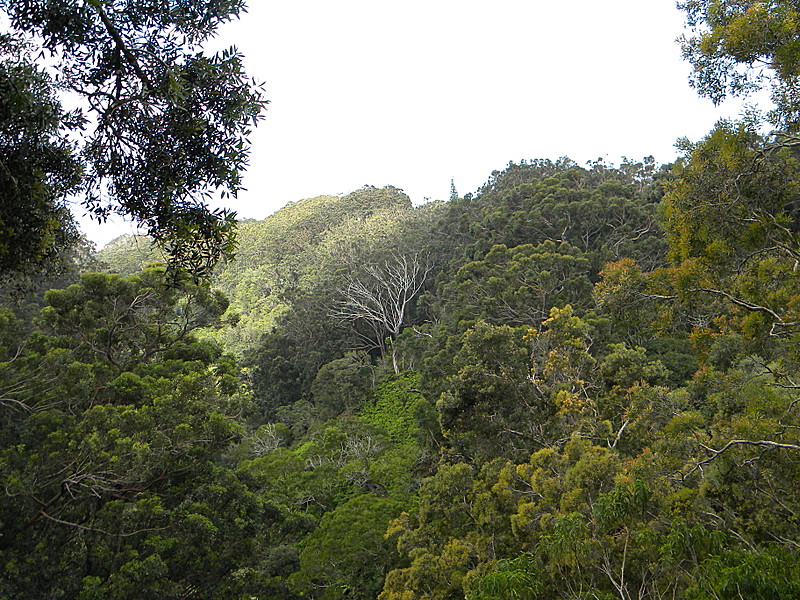 AT Prep: Aiea Loop Trail, Part II