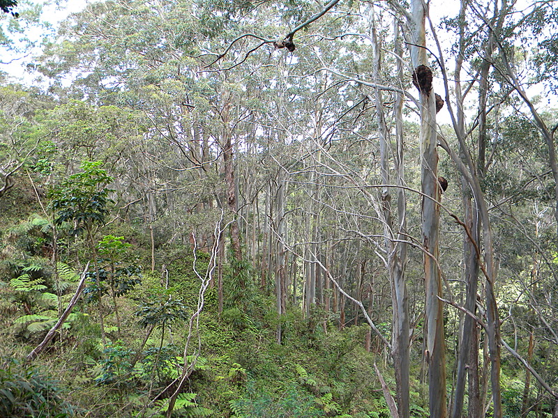 AT Prep: Aiea Loop Trail, Part III/End