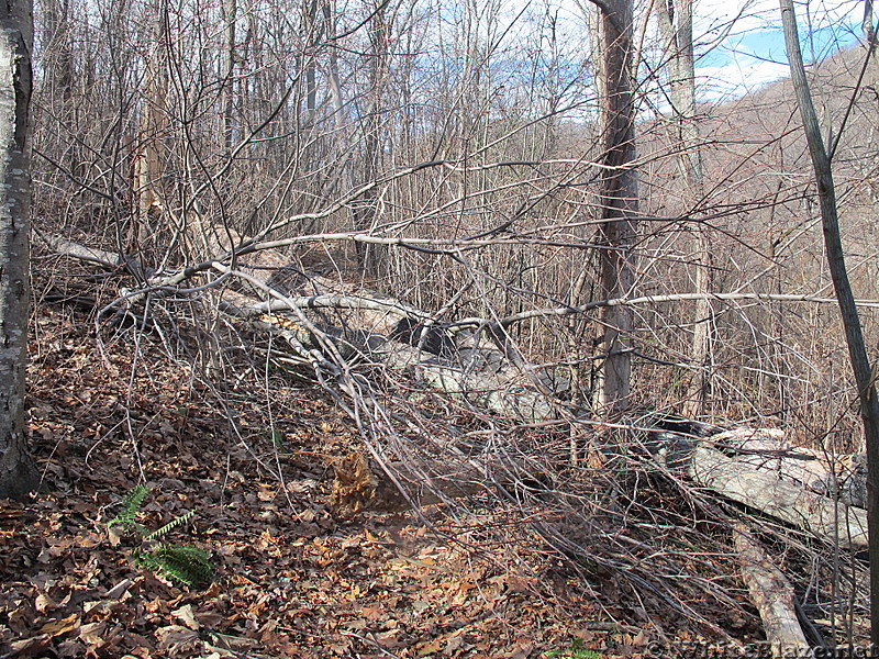 Corbim Hollow trail.