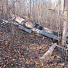 Corbin Hollow trail. by Kingbee in Trail & Blazes in Virginia & West Virginia