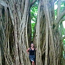 Banyan Tree by Lea13 in Other Trails