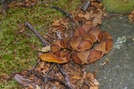 Northen Copperhead by Herpn in Snakes