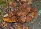 Copperhead