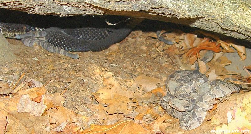 Baby Timber Rattlesnakes