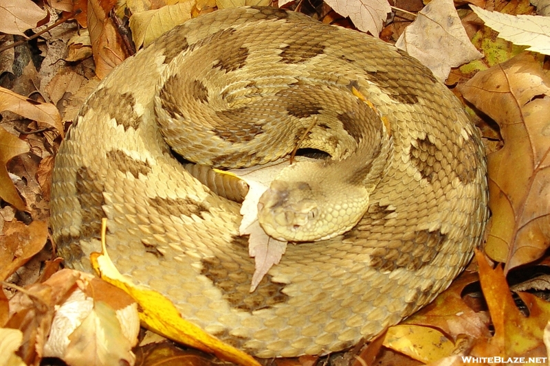 Yellow Timber Rattlesnake