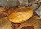 Close Up Of Head Copperhead