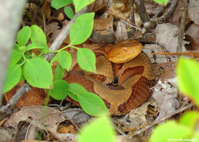 Copperhead In Leaves Near A Blueberry Bush Hunting