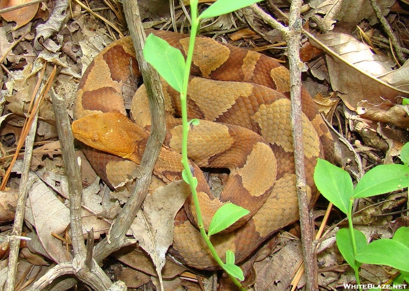 Orange Headed Copperhead Hot..