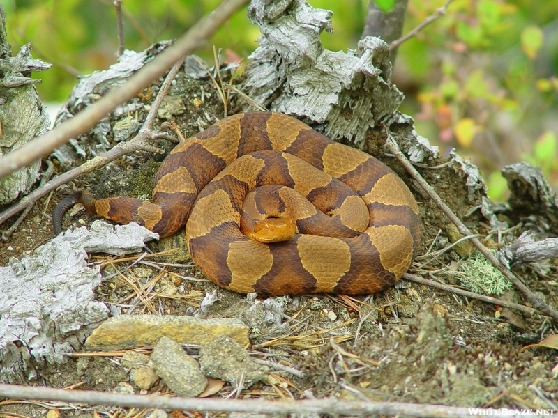 Copperhead