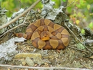 Copperhead by Herpn in Snakes
