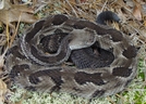 Timber Rattlesnake