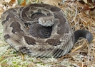 Timber Rattlesnake