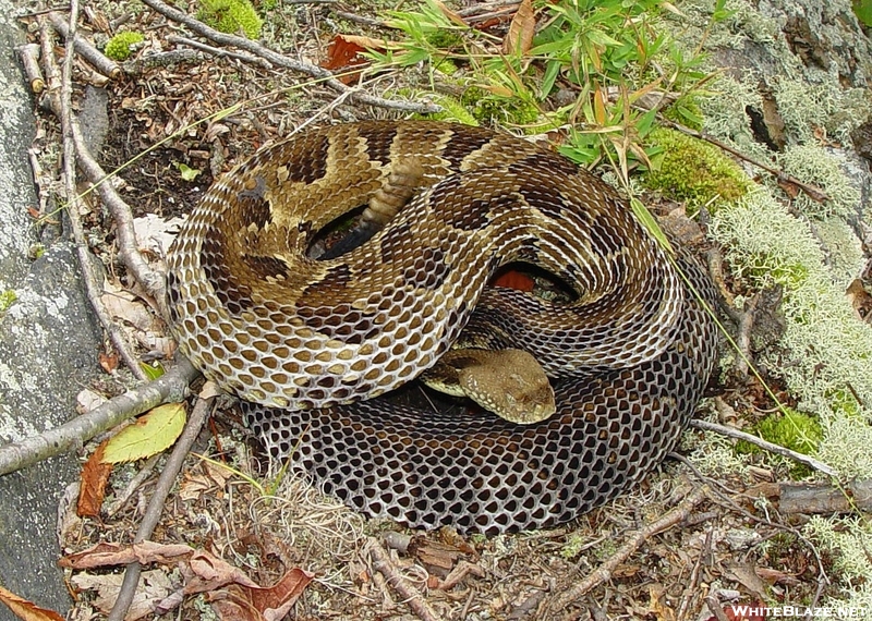 Gravid (pregnant) Timber Rattlesnake