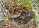 Gravid (pregnant) Timber Rattlesnake
