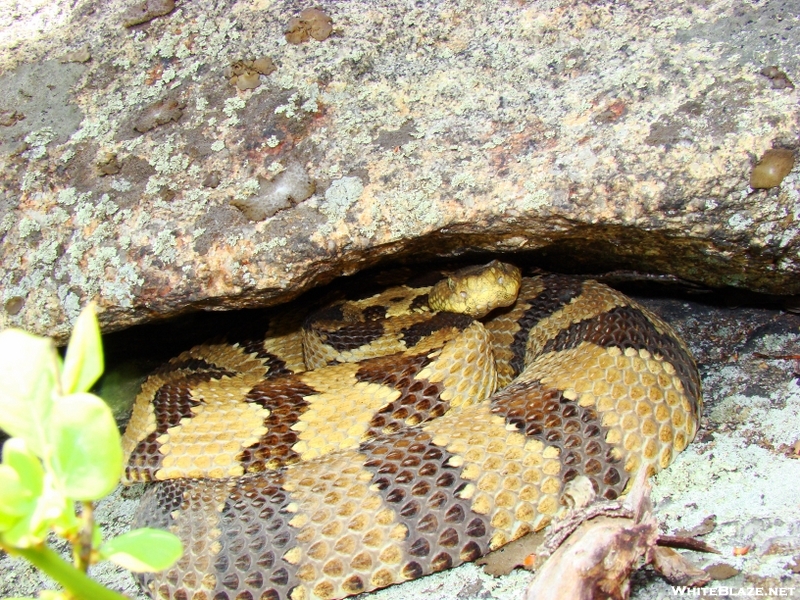 Timber Rattlesnake Under A Rock