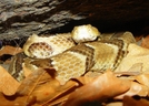 Timber Rattlesnake In A Crack