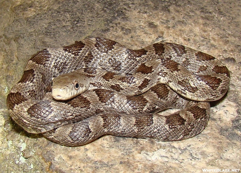 Juvenile Black Rat