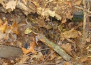 Timber In Leaves