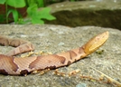 Juvenil Copperhead by Herpn in Snakes