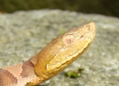 Face Of A Baby Copperhead