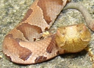 Copperhead Straight Now. by Herpn in Snakes