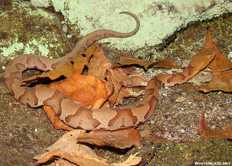 Copperhead